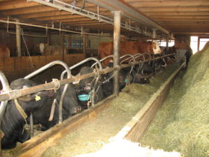 Stalls for cows